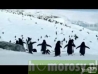 Pierwszy latajÄcy gatunek pingwinĂłw odkryty przez bbc